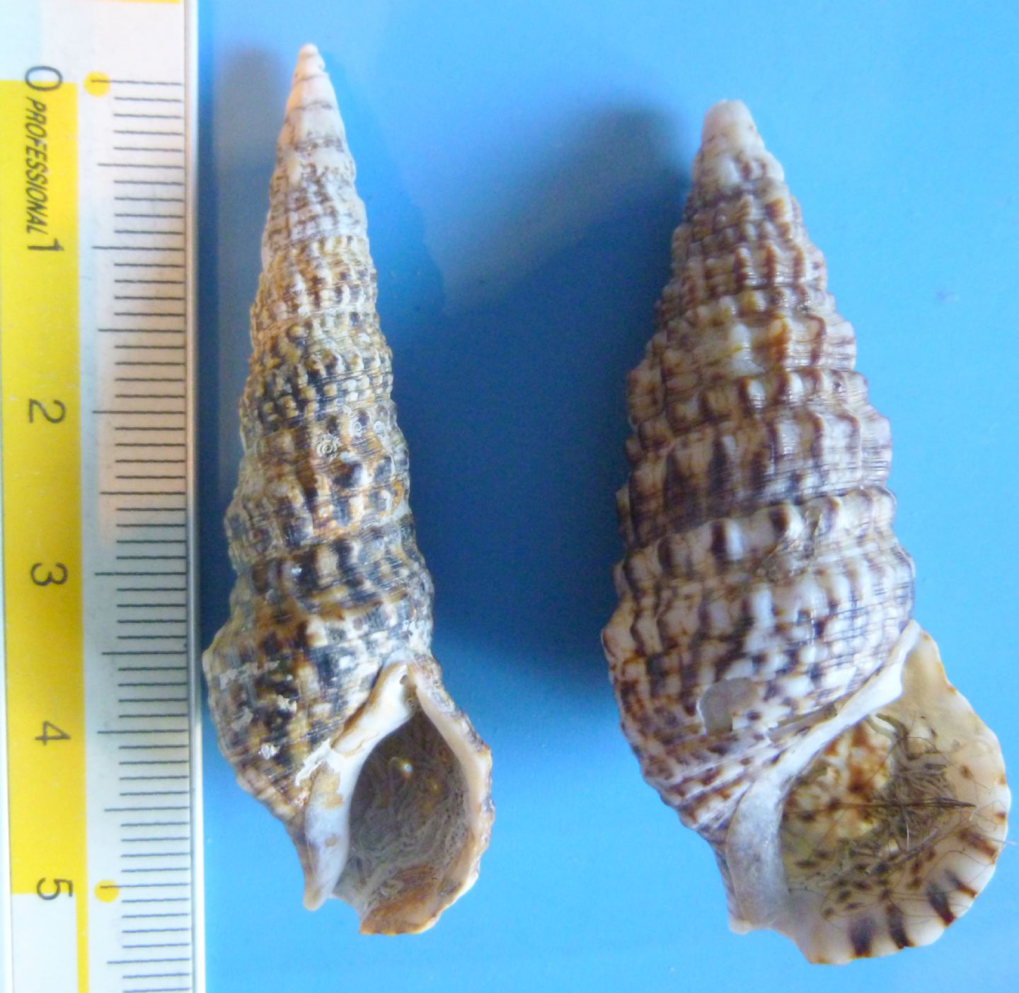 Cerithium vulgatum?