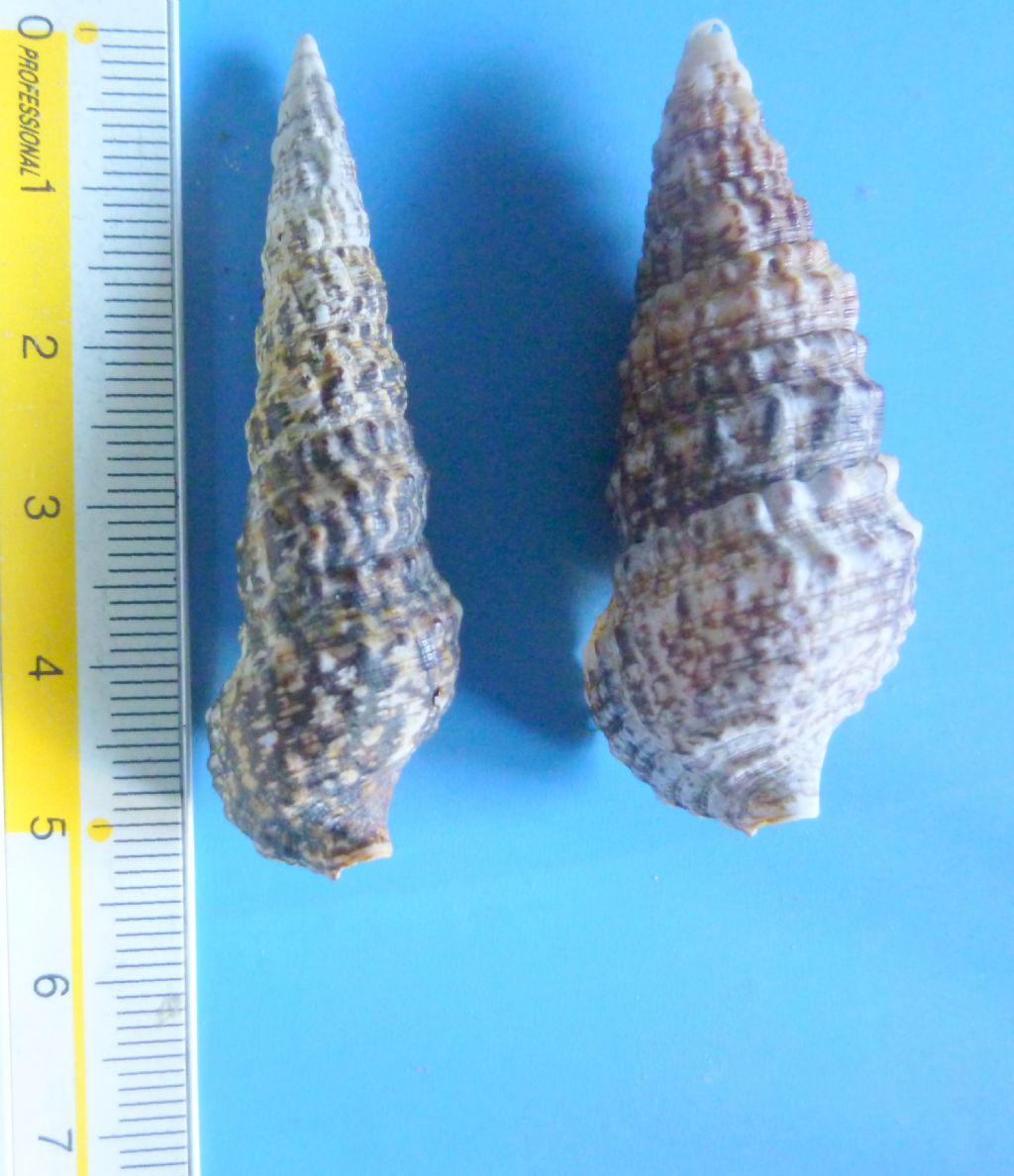 Cerithium vulgatum?