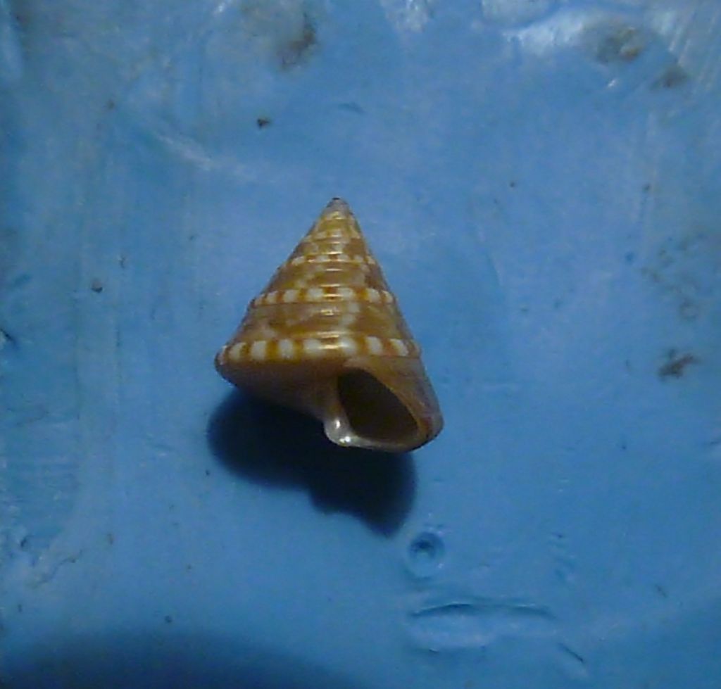 Calliostoma da determinare