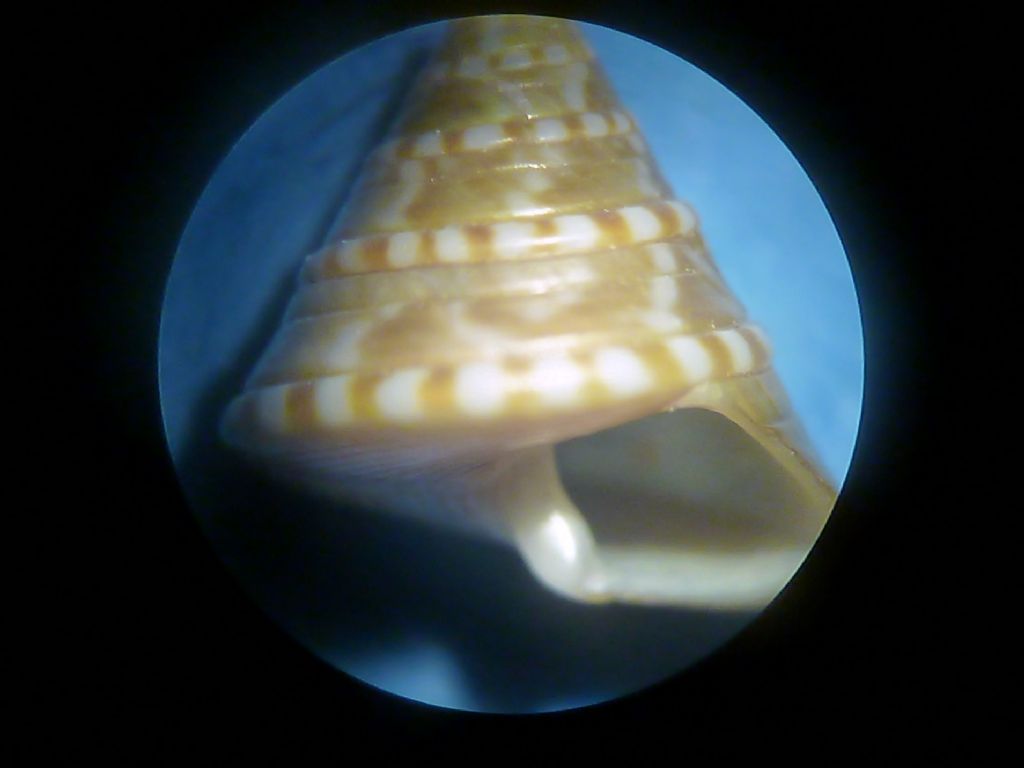 Calliostoma da determinare