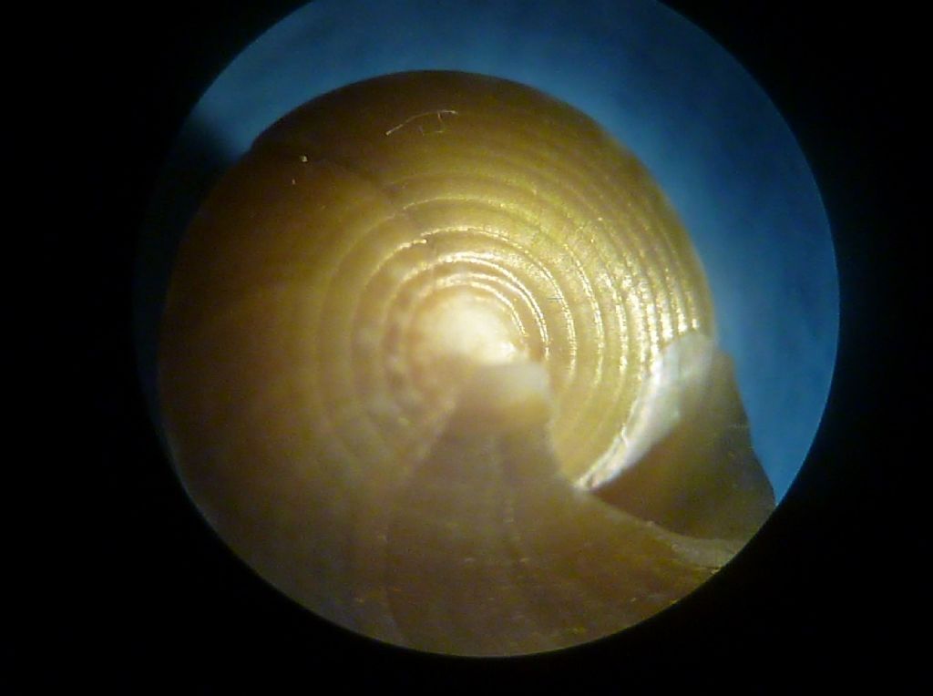 Calliostoma da determinare