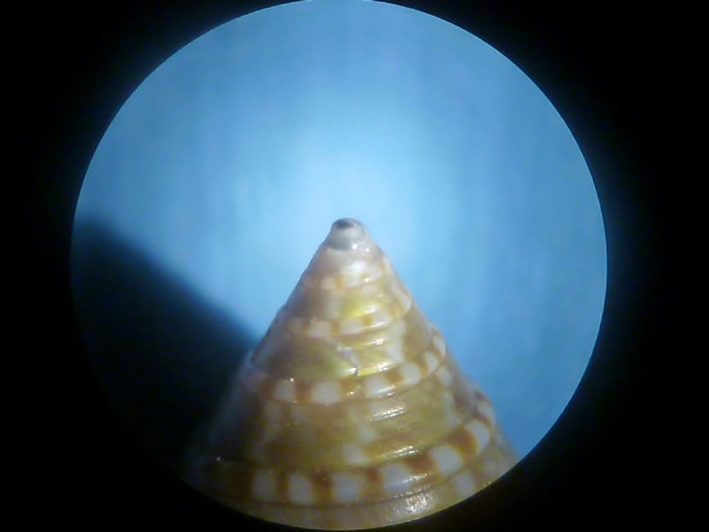 Calliostoma da determinare