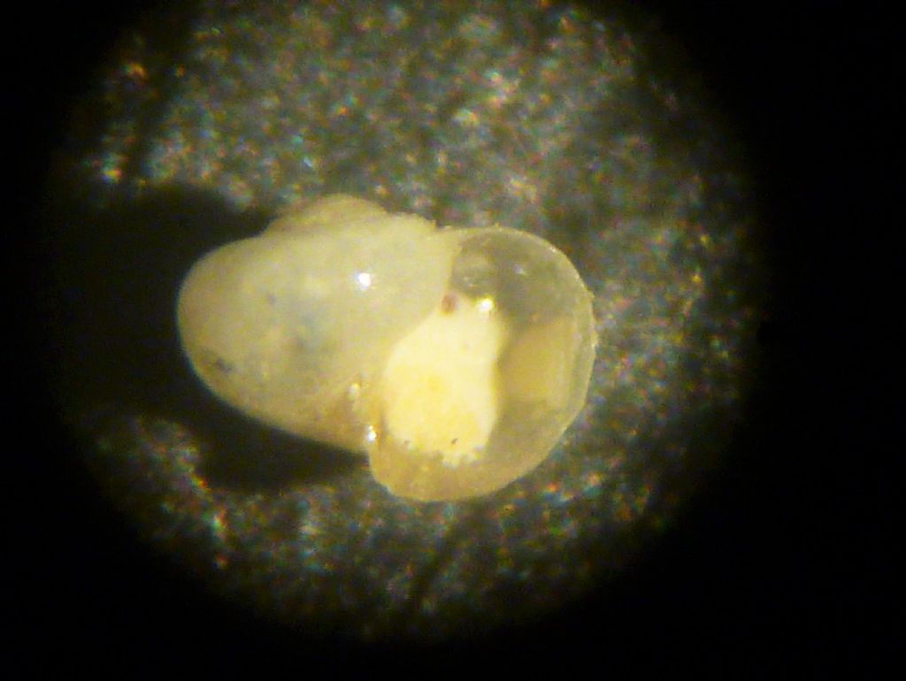 Skeneidae?