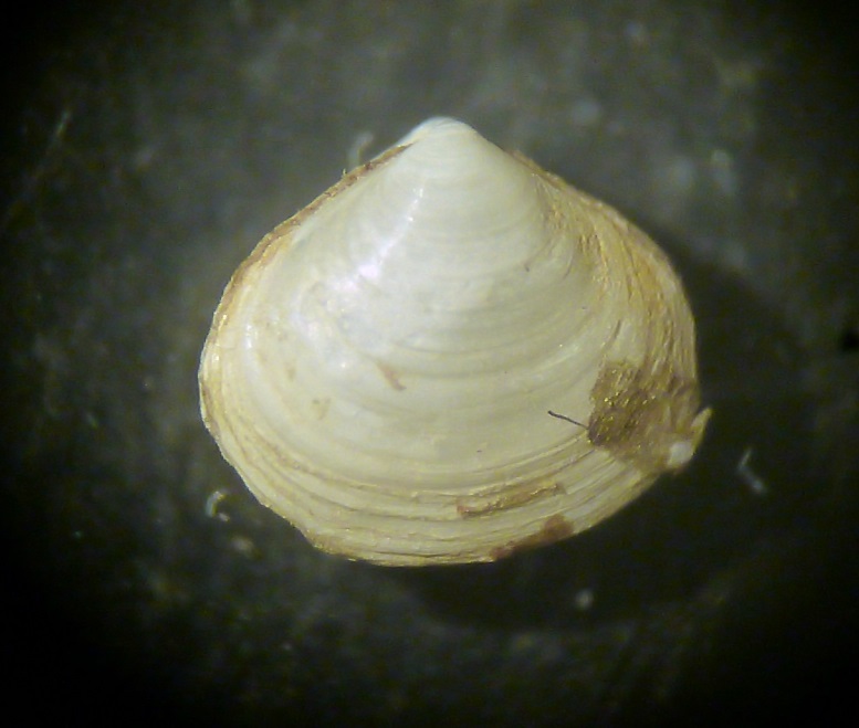 Bivalve da determinare