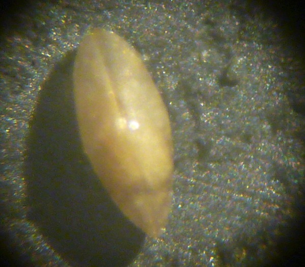 micro bivalve da identificare