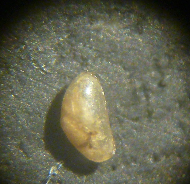 micro bivalve da identificare