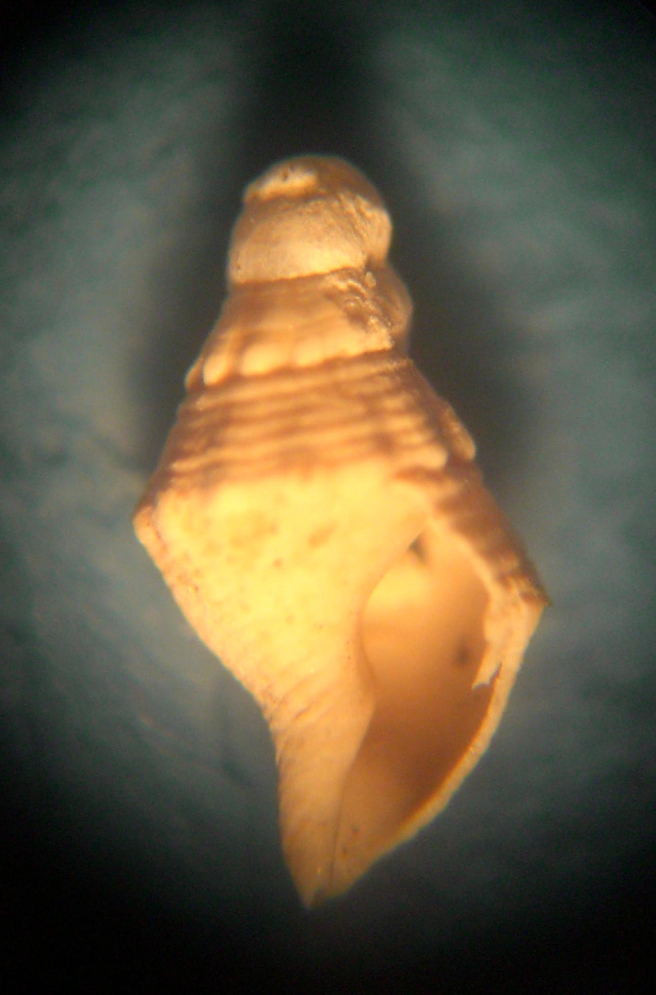 gasteropode da identificare