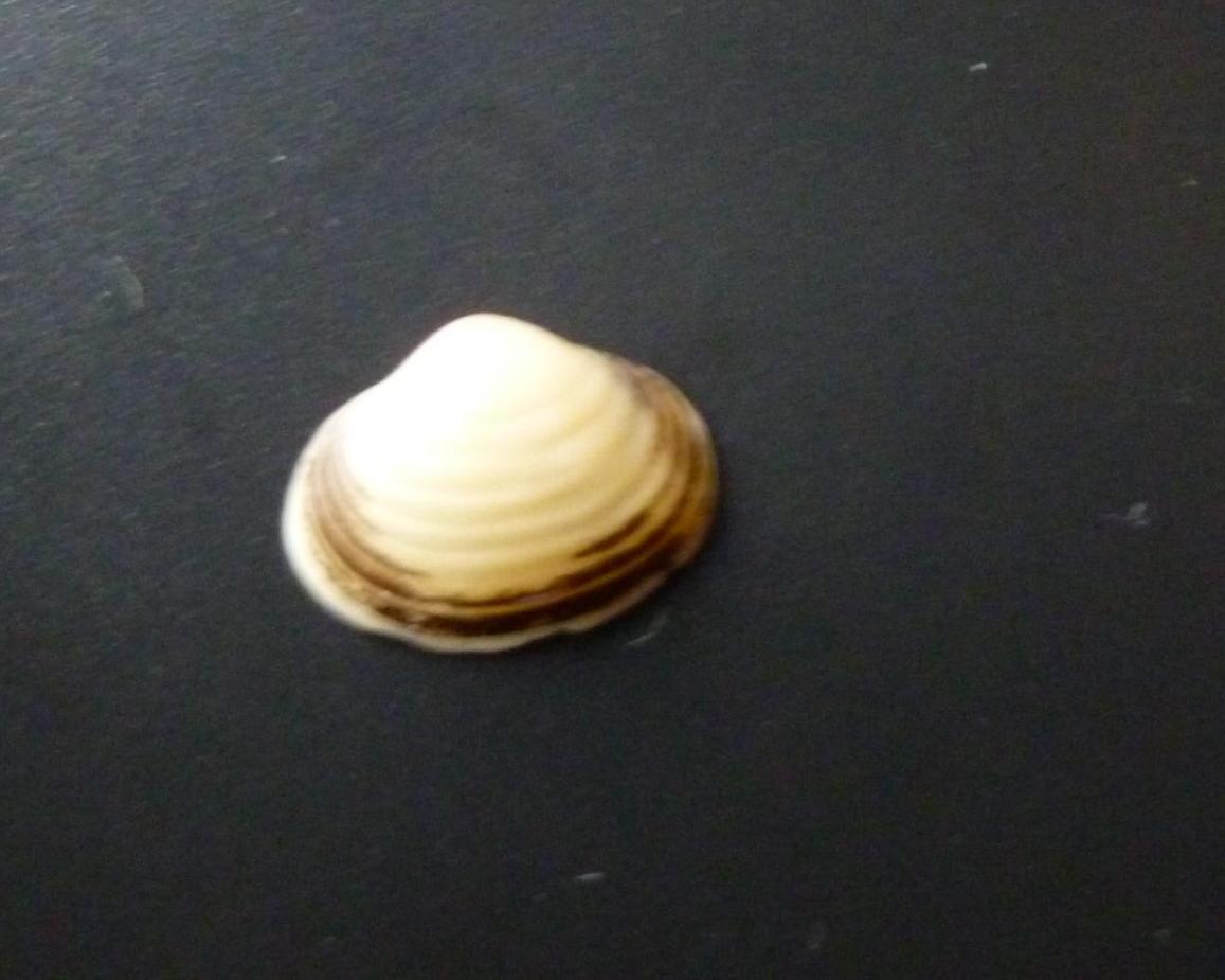 Bivalve da determinare