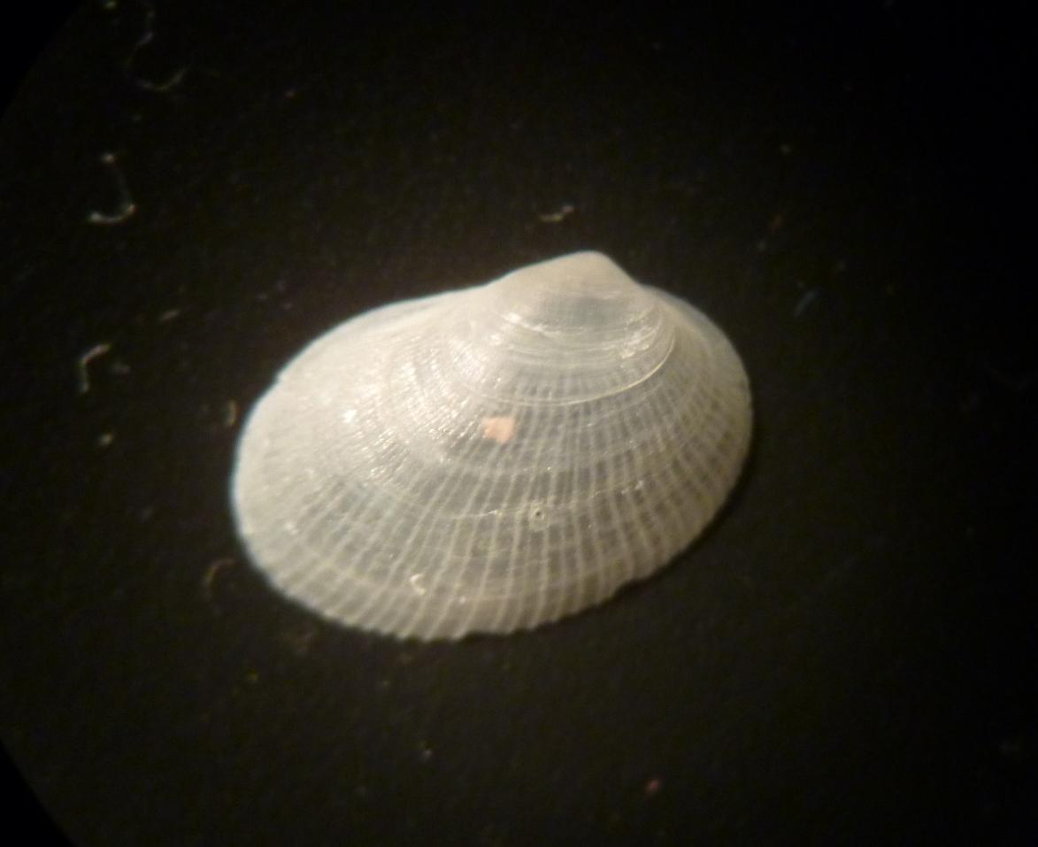 Bivalve da determinare