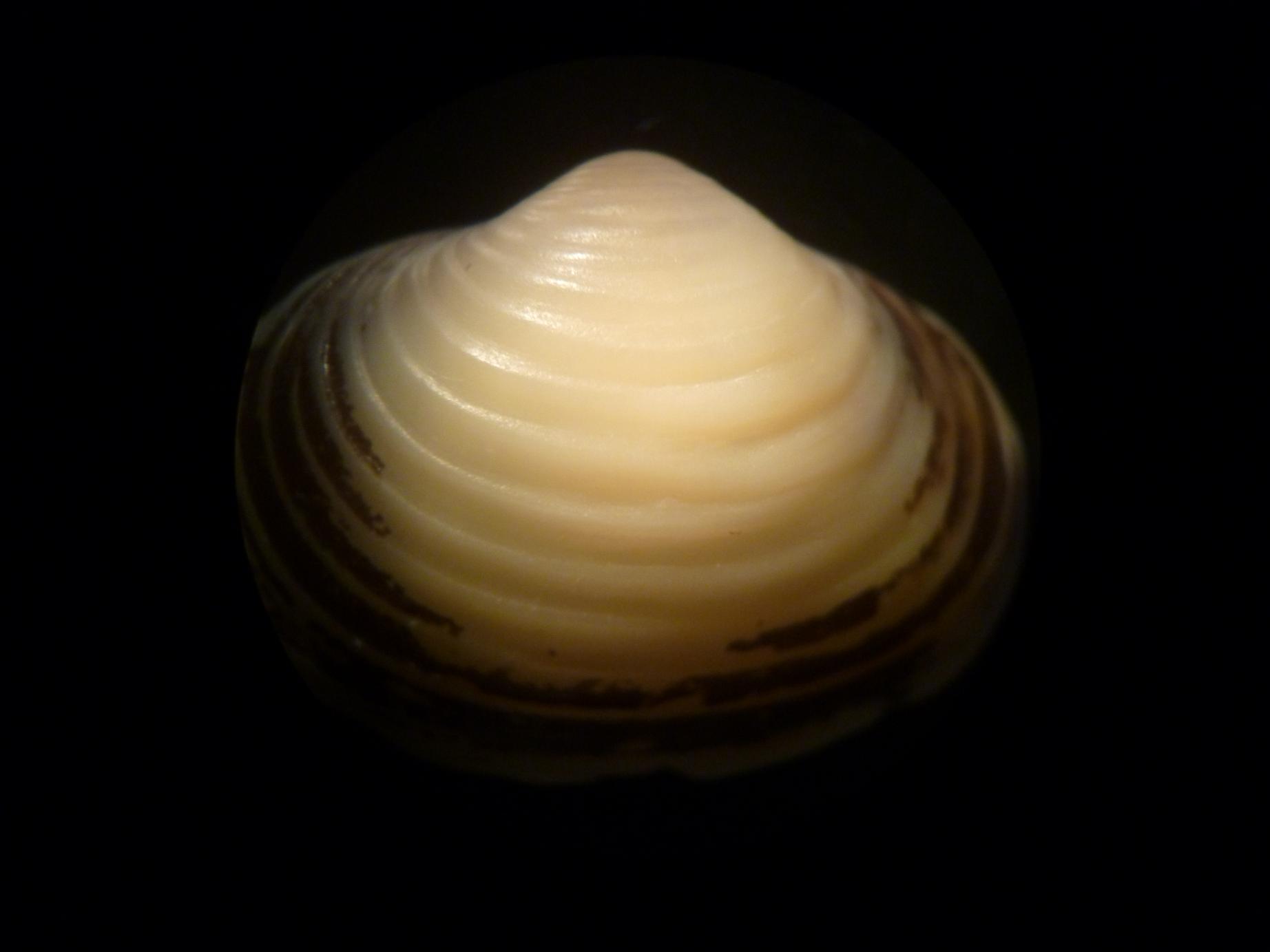 Bivalve da determinare