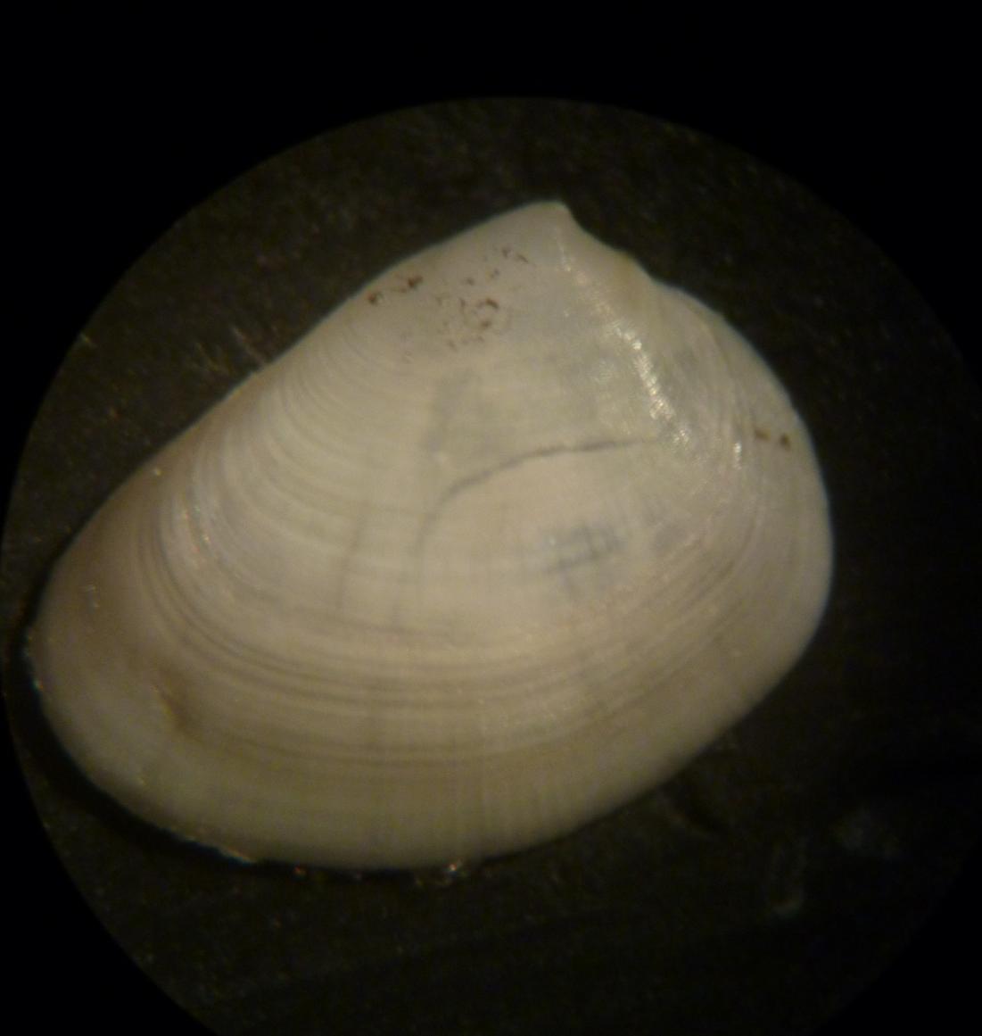 bivalve da classificare