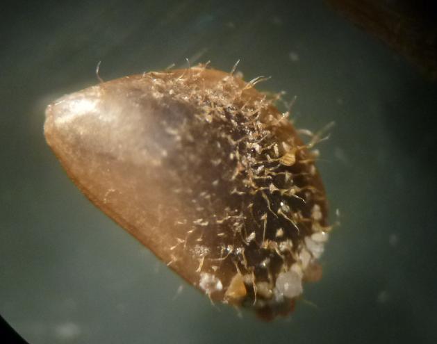 Modiolula phaseolina?