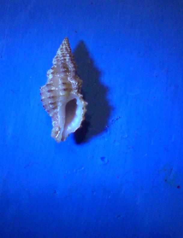 Muricidae