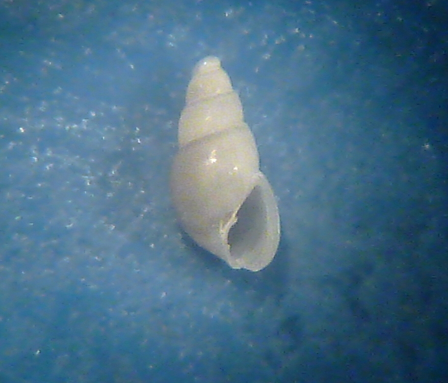 Odostomia da determinare