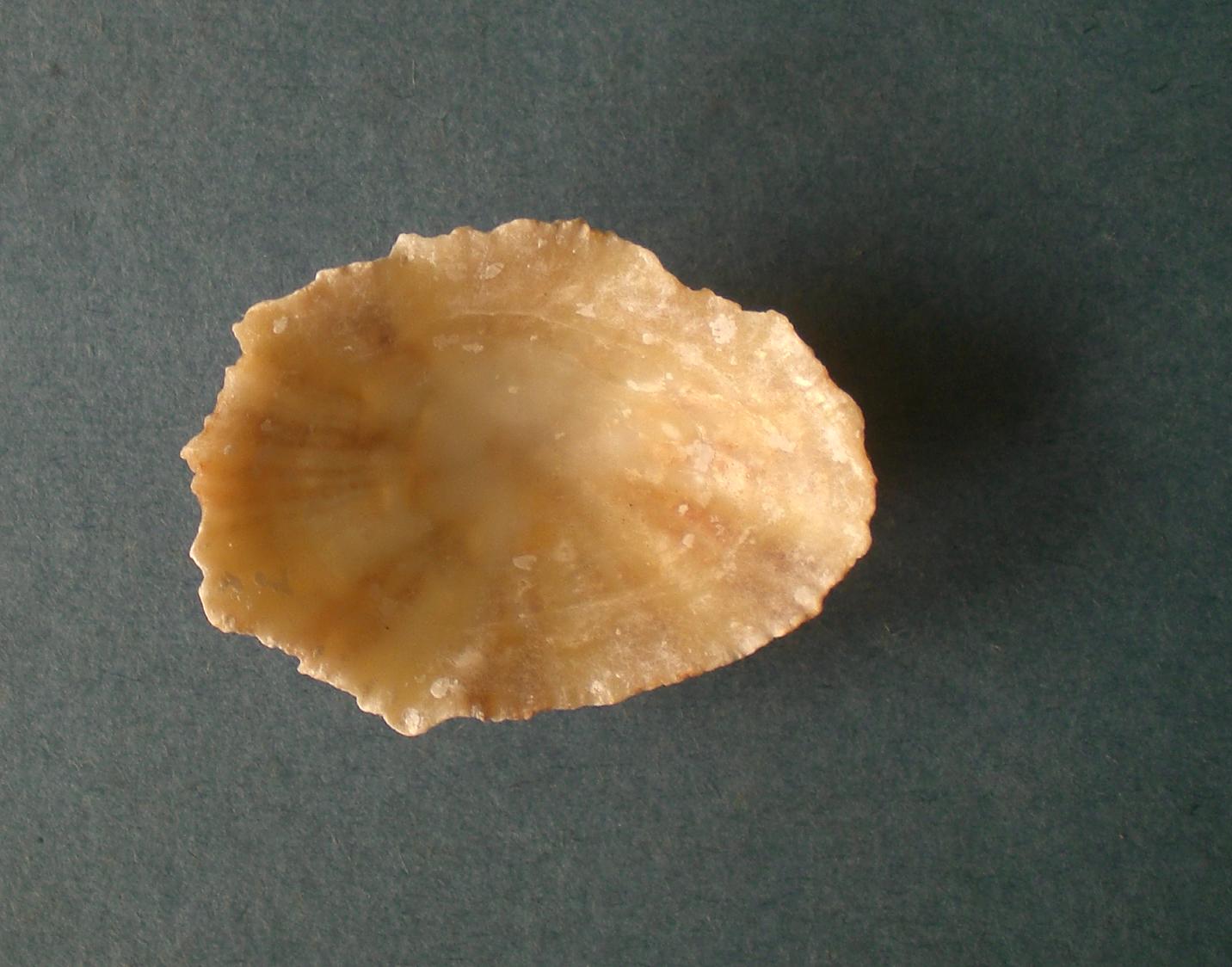 patella