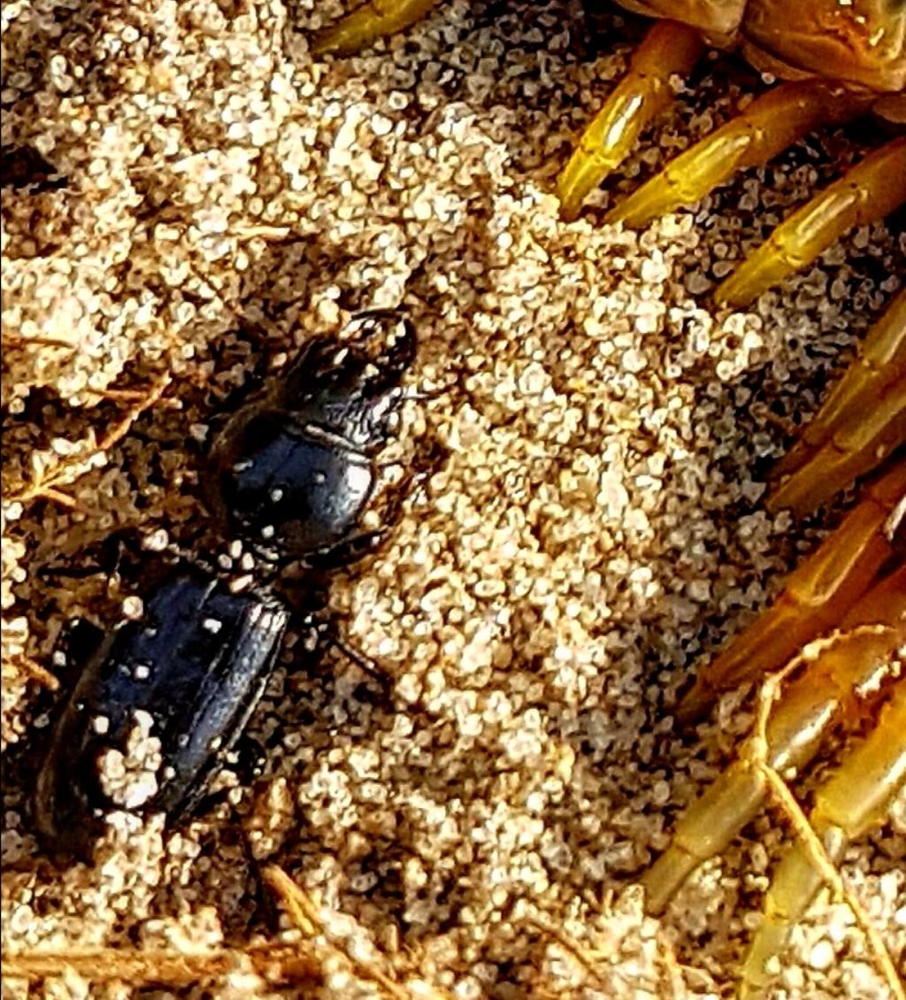 Carabidae: Parallelomorphus laevigatus