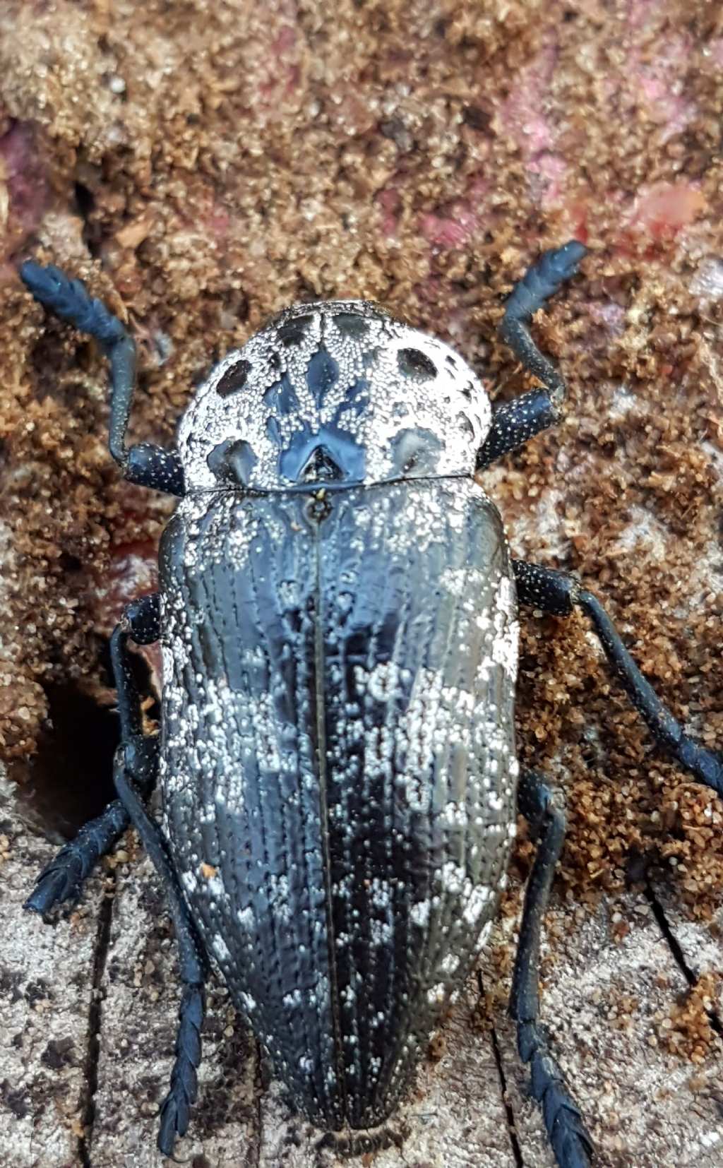 primo buprestidae dell 2018:   Capndodis cariosa