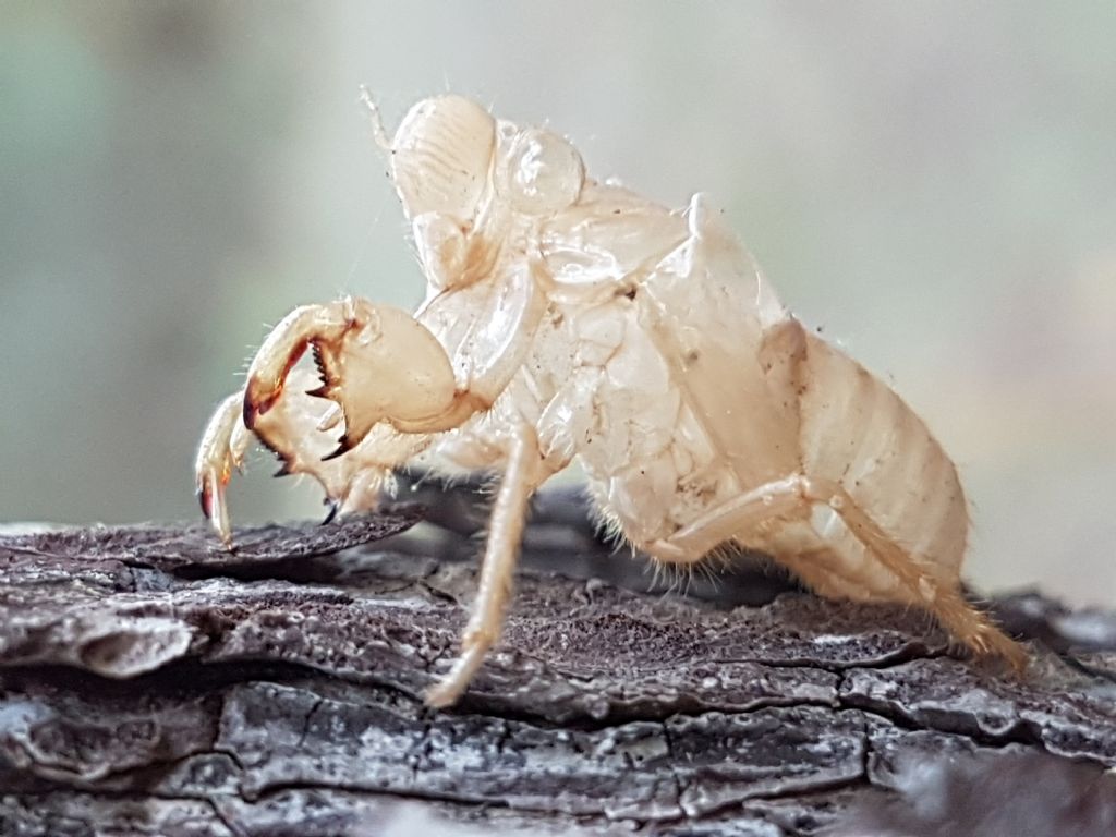 esuvia di Cicada sp.