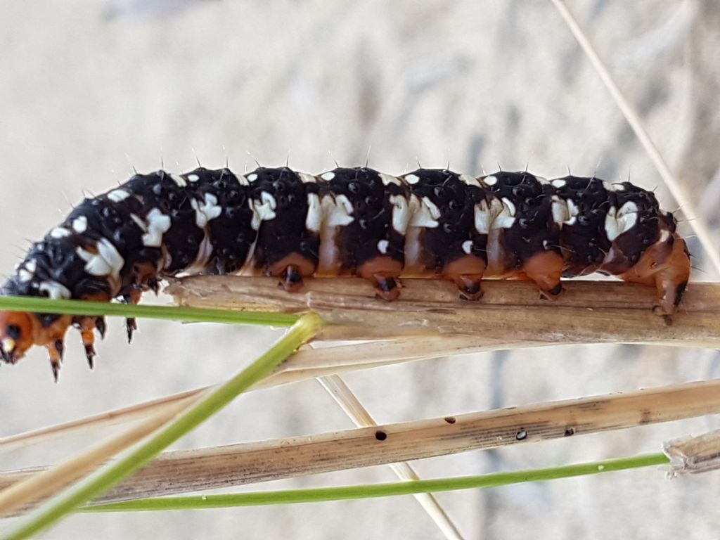 bruco da identificare - Brithys crini, Noctuidae