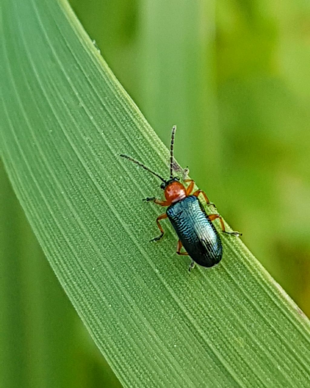 Chrysomelidae: Oulema sp.