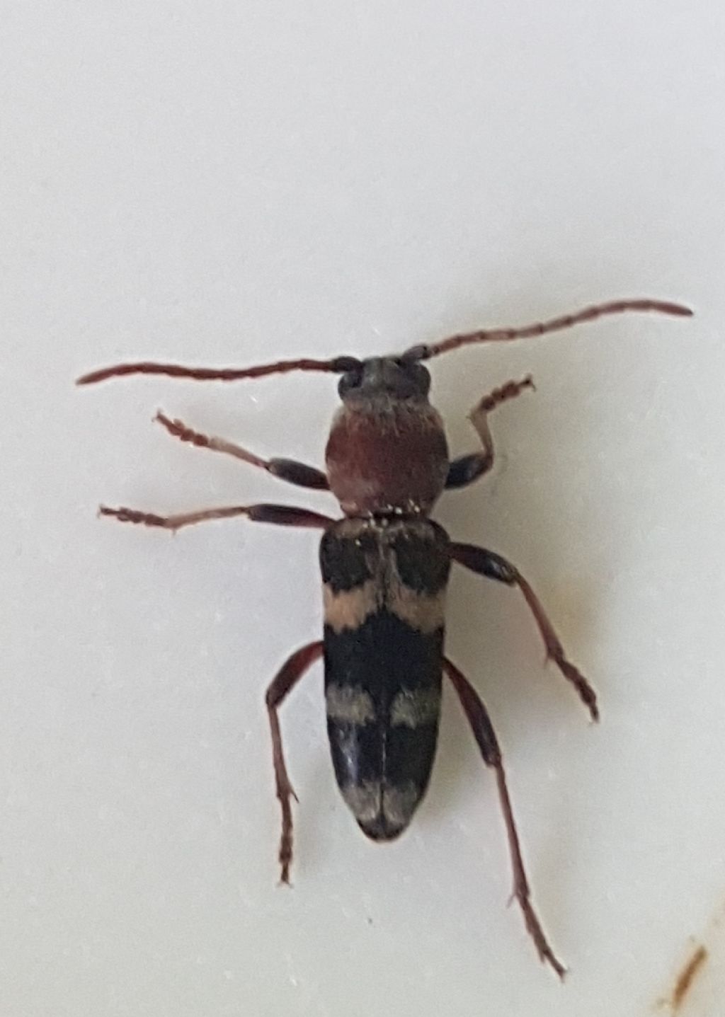Cerambycidae: Chlorophorus trifasciatus, maschio
