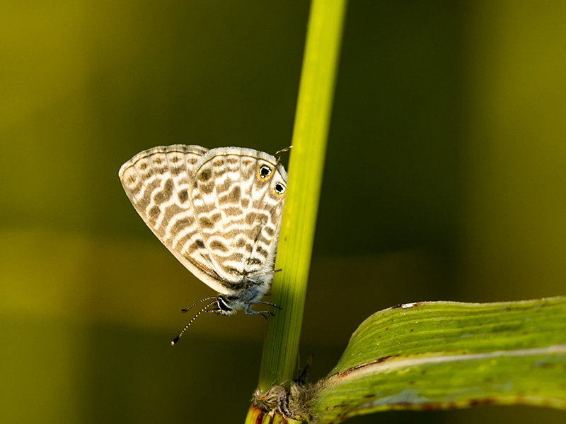 Leptotes pirithous ?