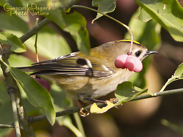 Regolo o Fiorrancino?  Regolo (Regulus regulus)