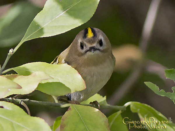 Regolo o Fiorrancino?  Regolo (Regulus regulus)