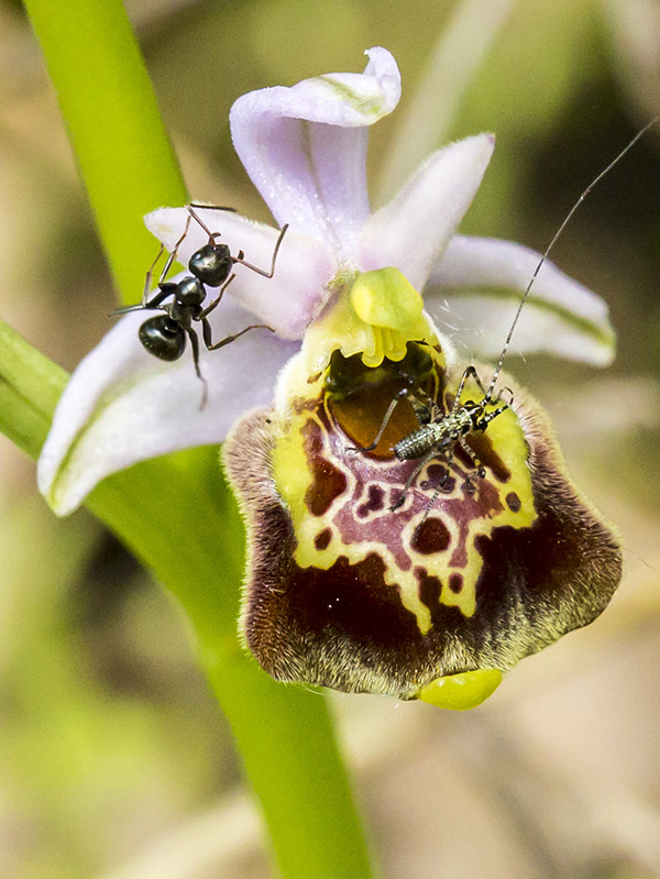 Neanidae di Phaneropteridae