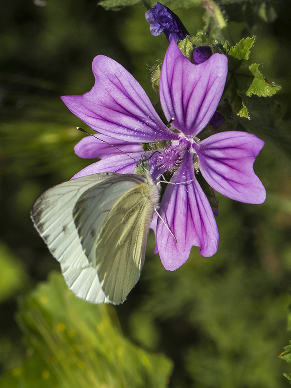 Pieris da id.