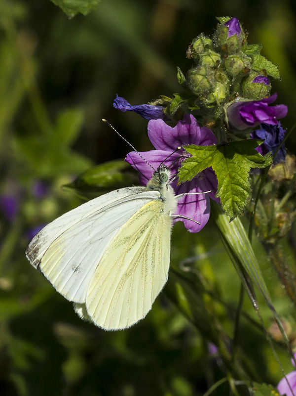 Pieris da id.