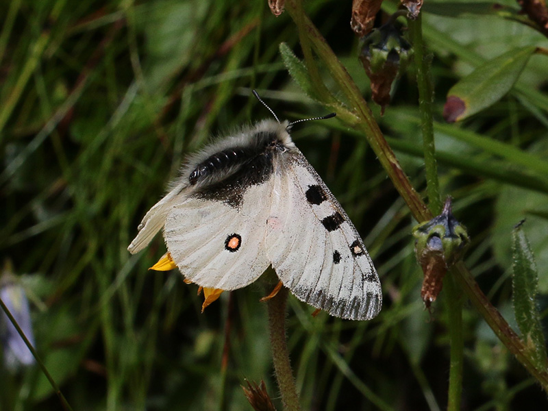 Parnassius phoebus, maschio (Papilionidae)