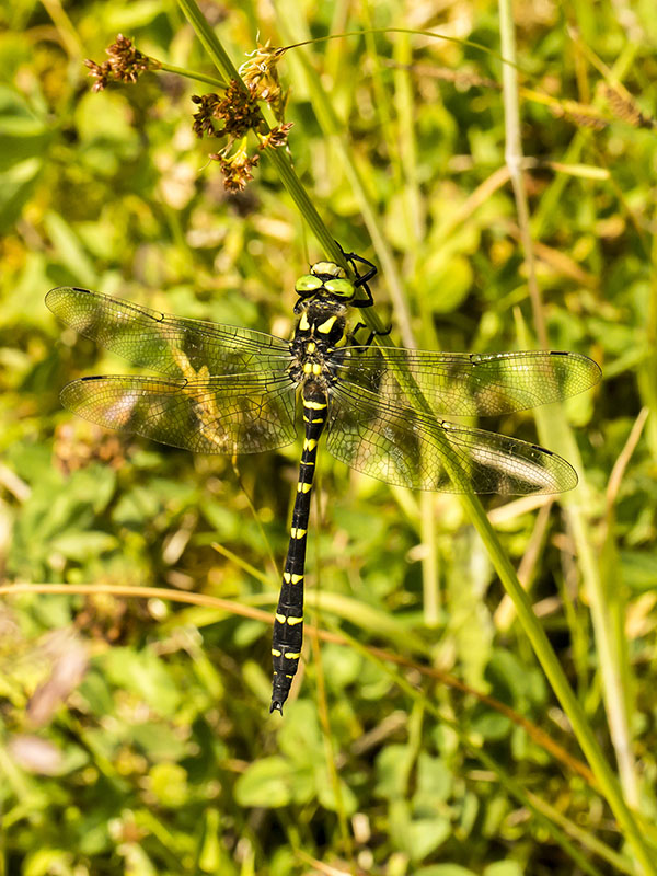 Cordulegster bidentata