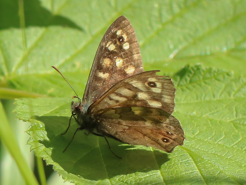 Pararge aegeria  (Nymphalidae Satyrinae)