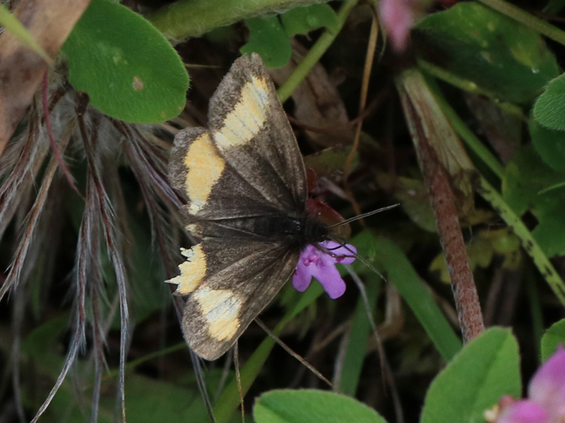 Geometridae : Psodos quadrifaria