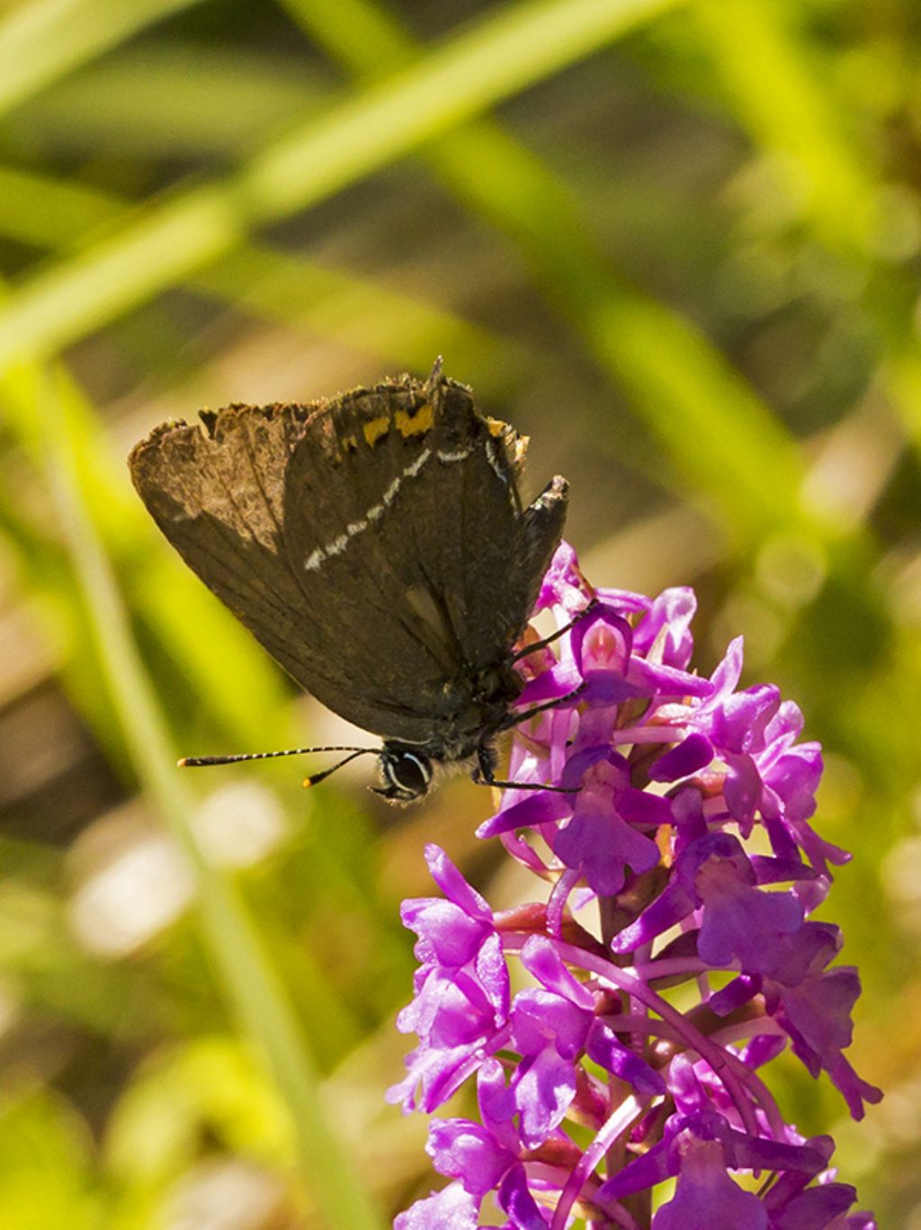 Satyrium....     	Satyrium ilicis