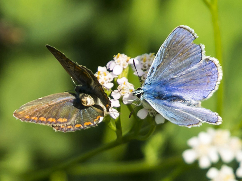 Polyommatus thersites.....??