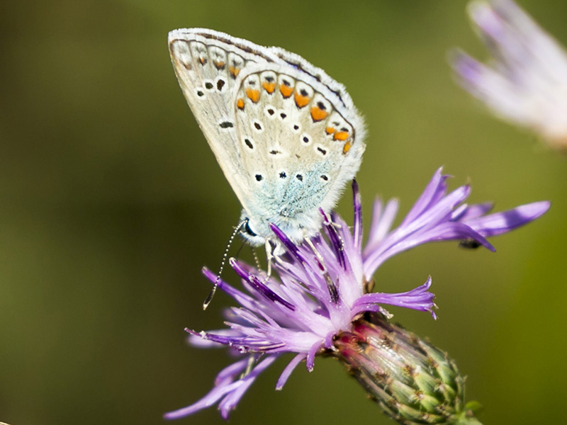 Polyommatus thersites.....??