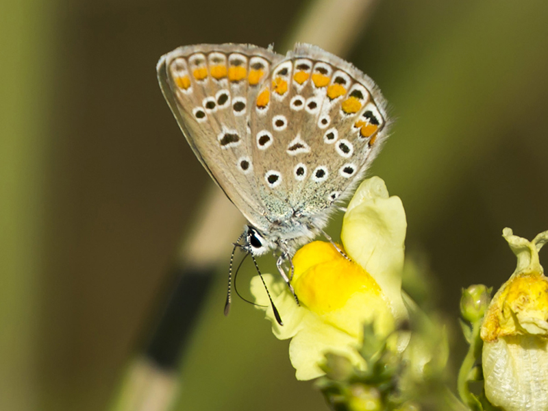 Polyommatus thersites.....??