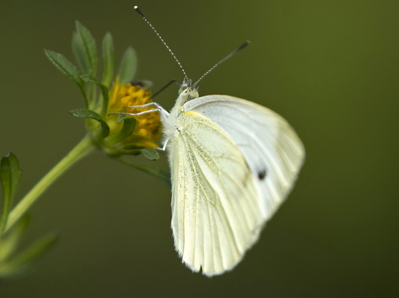 Pieris napi?  S !