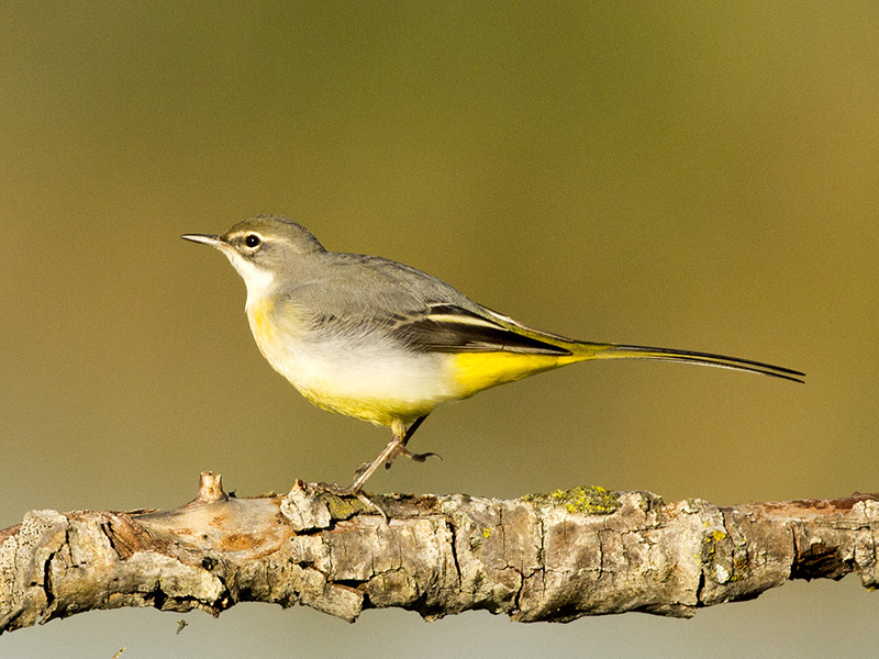 Motacilla cinerea (Ballerina gialla)