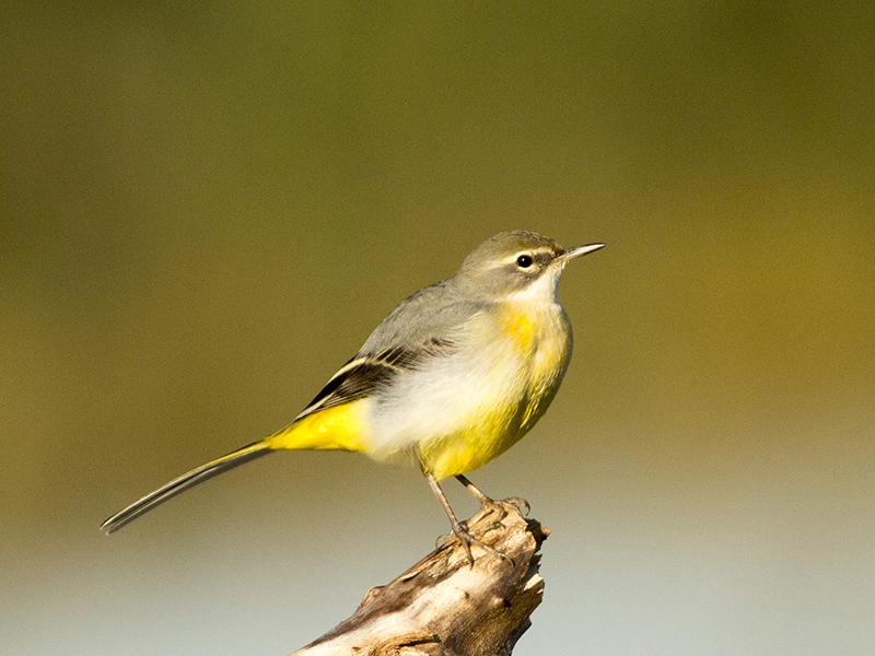 Motacilla cinerea (Ballerina gialla)