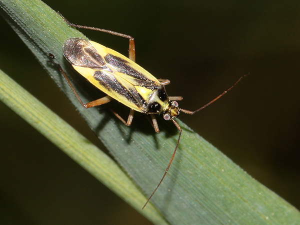 Miridae: Stenotus binotatus