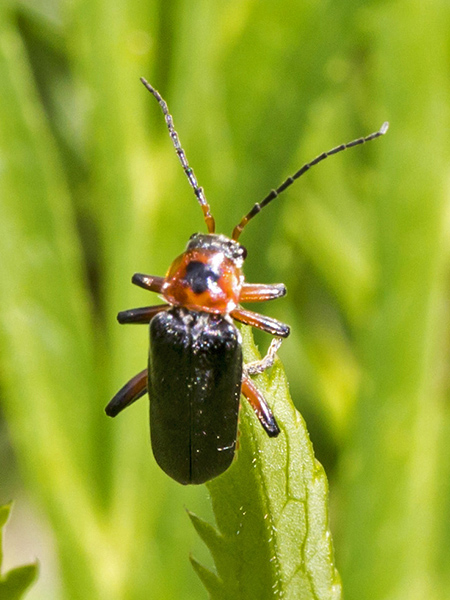 Coleottero Cantharis sp. da identificare