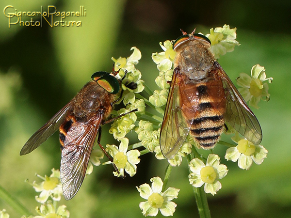 Tabanidae da identificare