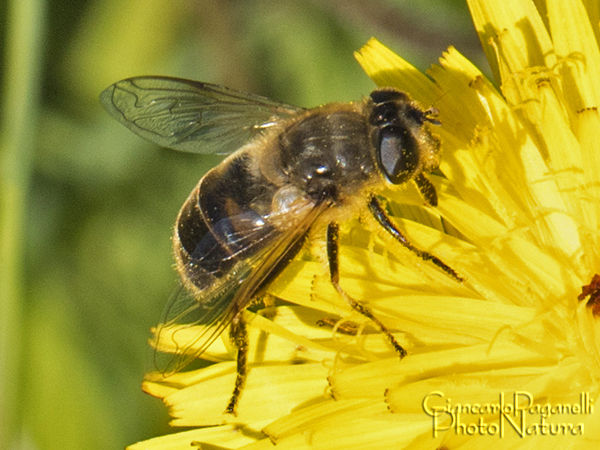 Apis ???  No, Eristalis tenax, femmina (Syrphidae)