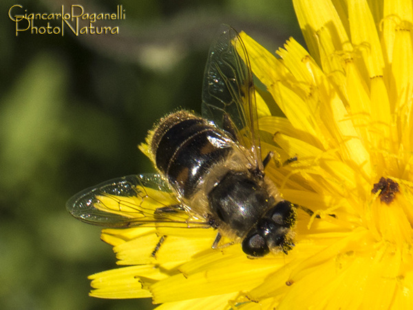 Apis ???  No, Eristalis tenax, femmina (Syrphidae)