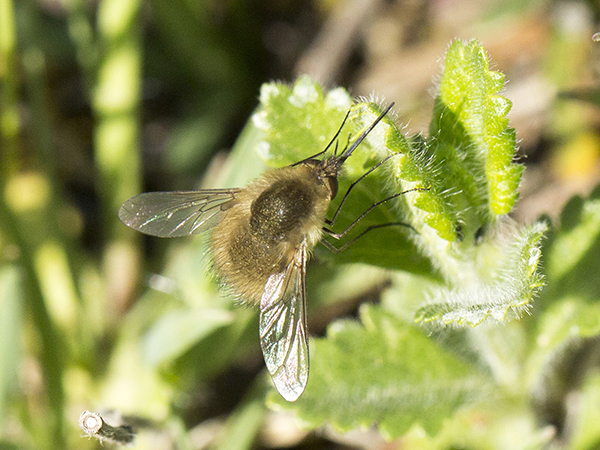 Bombylus sp.