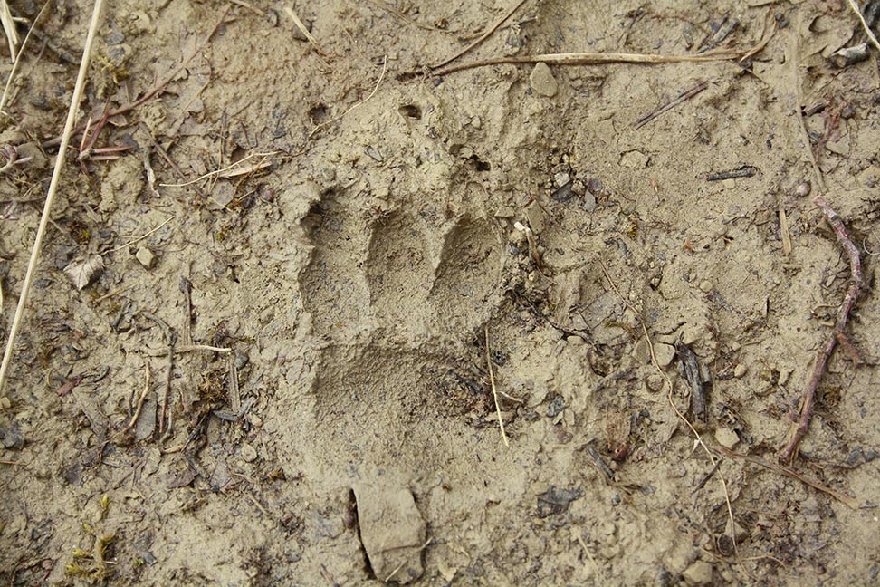 fatta e impronta...di chi ?