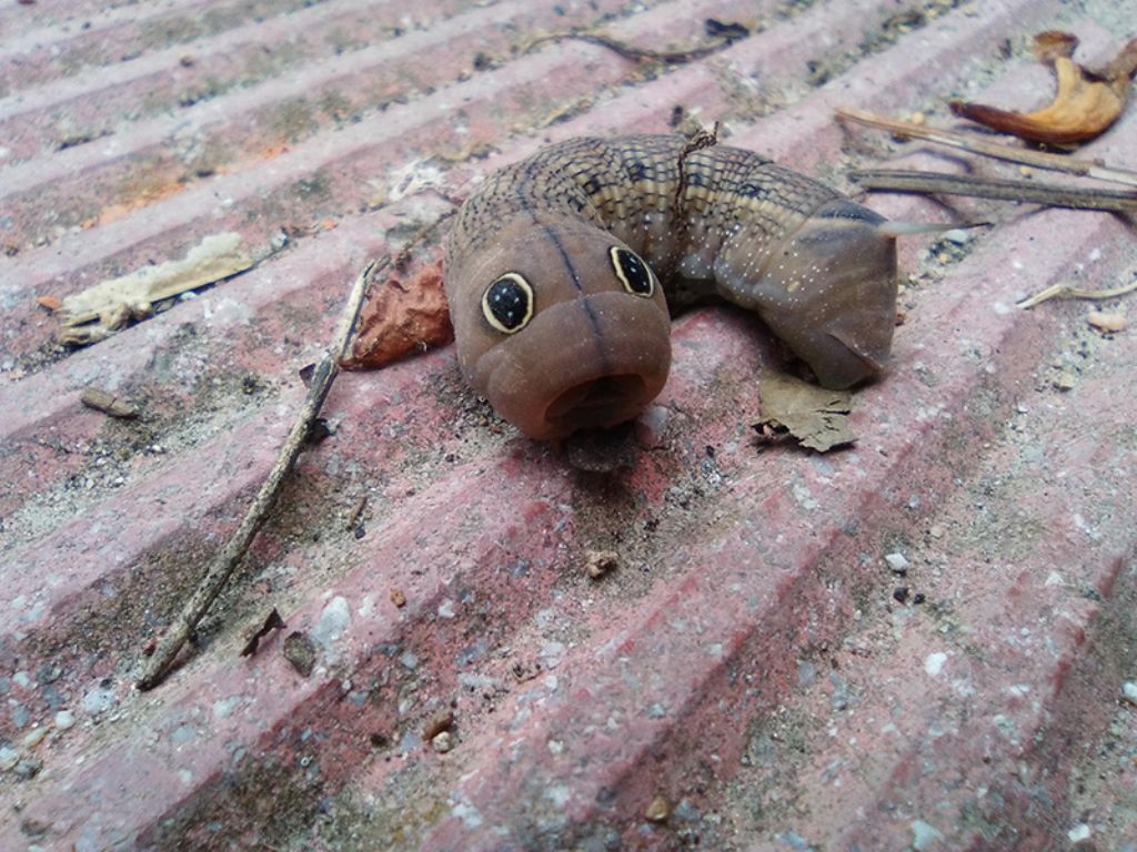 Bruco - Hippotion celerio, Sphingidae